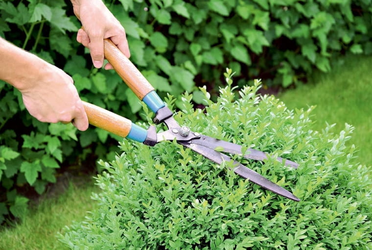 Topiary. Krzewy, którym nadano określone kształty (np. stożka, kuli, itp.), wymagają stałej pielęgnacji, w przeciwnym razie łatwo ulegną deformacji. Dlatego już w maju silnie skracamy świeżo wyrosłe pędy, pozostawiając najwyżej 1 cm długości. Jeśli chcemy, by topiar nadal powiększał swe rozmiary, pozostawiamy na młodych gałązkach 2-3 cm.