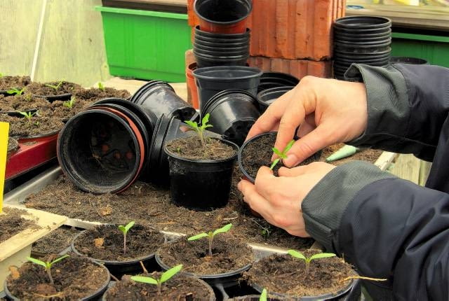 Siewki pomidorów, wyrosłe w skrzynce, pikujemy po jednej do niewielkich doniczek. Ziemię wokół roślin uciskamy Siewki pomidorów, wyrosłe w skrzynce, pikujemy po jednej do niewielkich doniczek. Ziemię wokół roślin uciskamy