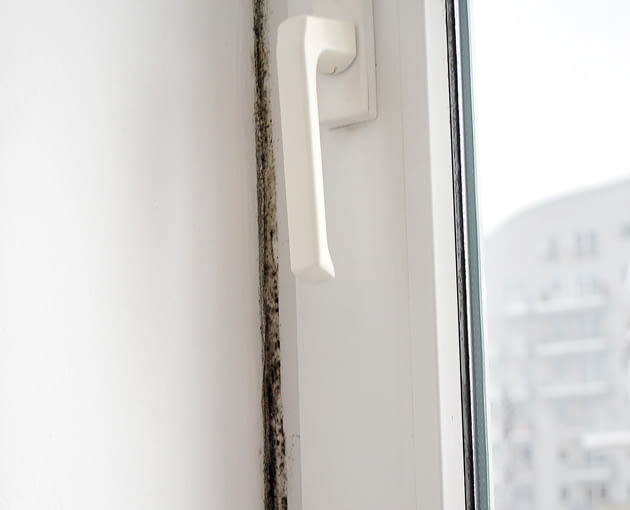 pleśń na ścianie, grzyb na ścianie, zapleśniałe ściany