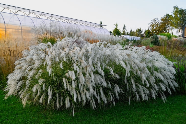 Miscanthus sinensis 'Silver Charm' PBR Miscanthus sinensis 'Silver Charm' PBR