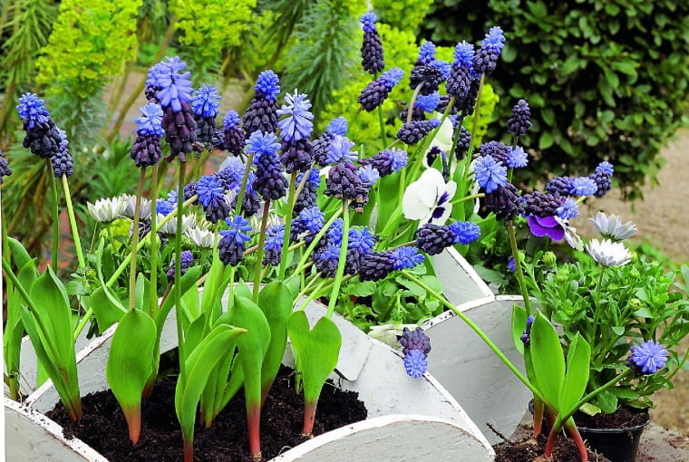 W skrzyneczkach rosną szafirki szerokolistne (Muscari latifolium). Zimowały w donicach w chłodnej piwnicy. W skrzyneczkach rosną szafirki szerokolistne (Muscari latifolium). Zimowały w donicach w chłodnej piwnicy.
