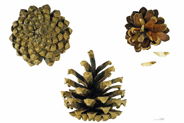 Sosna zwyczajna - szyszka i nasiona. Pinus sylvestris MHNT.BOT.2005.0.971