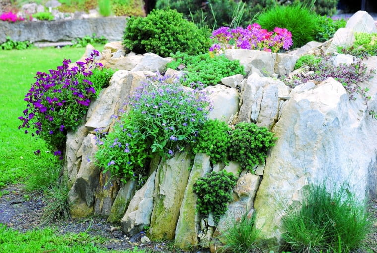 W szczelinach pomiędzy kamieniami dobrze rosną fioletowo kwitnące żagwiny i rozchodniki. W szczelinach pomiędzy kamieniami dobrze rosną fioletowo kwitnące żagwiny i rozchodniki.