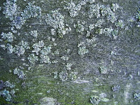 Drewno zaatakowane przez glony i porosty Drewno zaatakowane przez glony i porosty