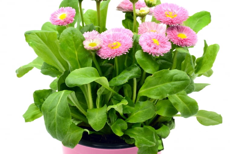 Stokrotki Kwiaty na balkonie