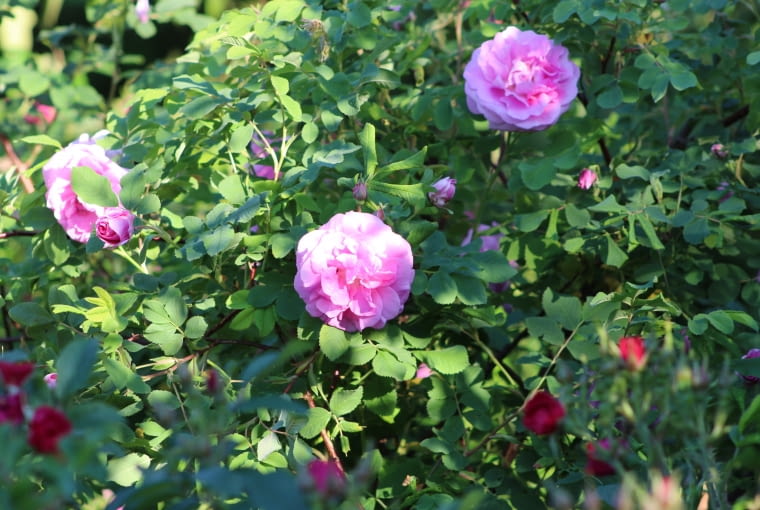 Róża pomarszczona  ‘Sweet Adeline’ Róża pomarszczona  ‘Sweet Adeline’