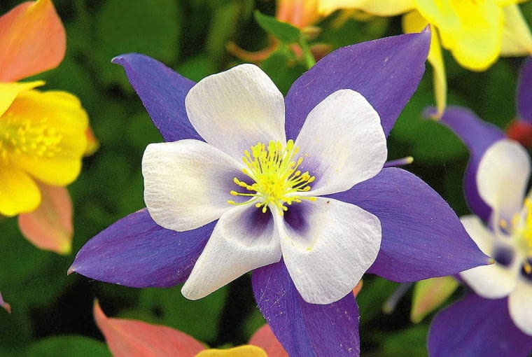 Orlik błękitny, mieszanka odmian Orlik błękitny, mieszanka odmian