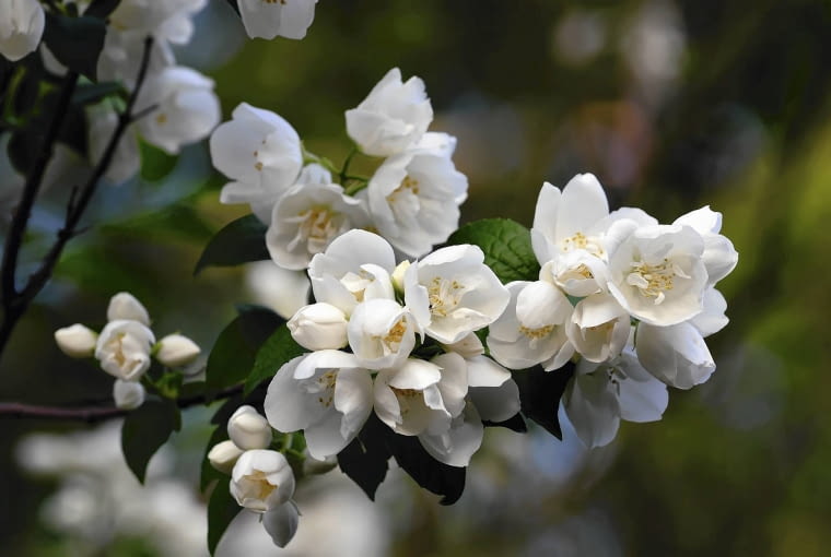 Jaśminowiec (Philadelphus) Jaśminowiec (Philadelphus)