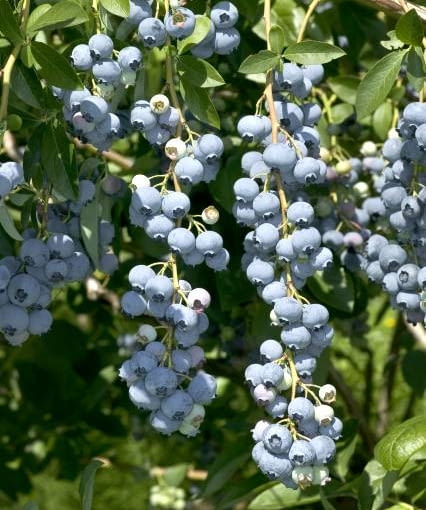 Borówka amerykańska