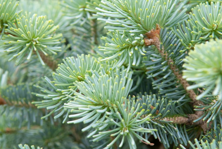 Jodła górska 'Compacta'