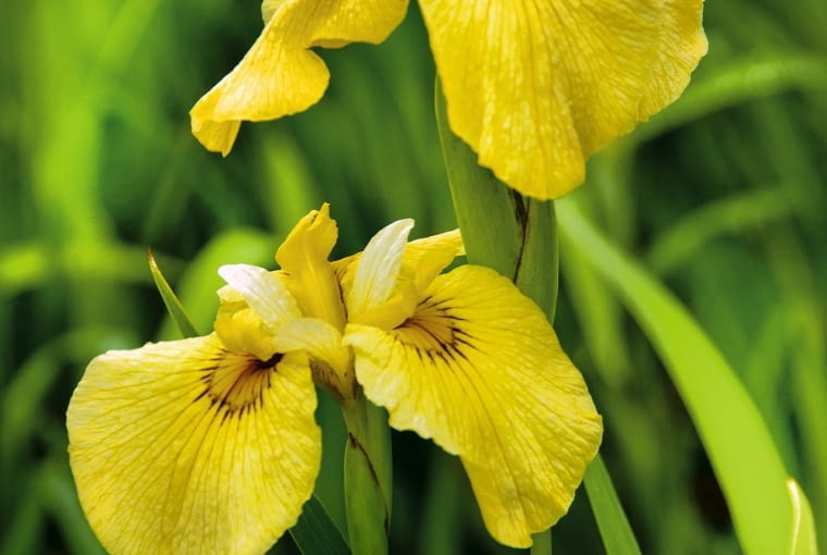 KOSACIEC ŻÓŁTY (Iris pseudacorus) KOSACIEC ŻÓŁTY (Iris pseudacorus)