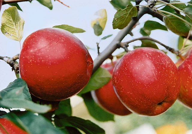 JABLKO ODMIANA SAWA JABLON MALUS OWOC FOT. GRZEGORZ HODUN ODBITKA PUBLIKACJA KWIETNIK NR 10 (118) - 10.2004 PUBLIKACJA KWIETNIK NR 10 (118) - 10.2004