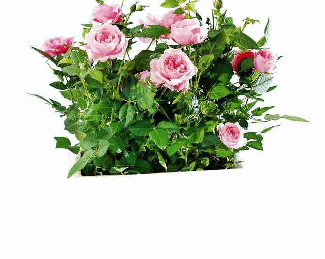 Amsterdam 06.04.2006 WARSZAWA