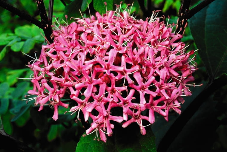 C. bungei Please refer to the library. www.clivenichols.com