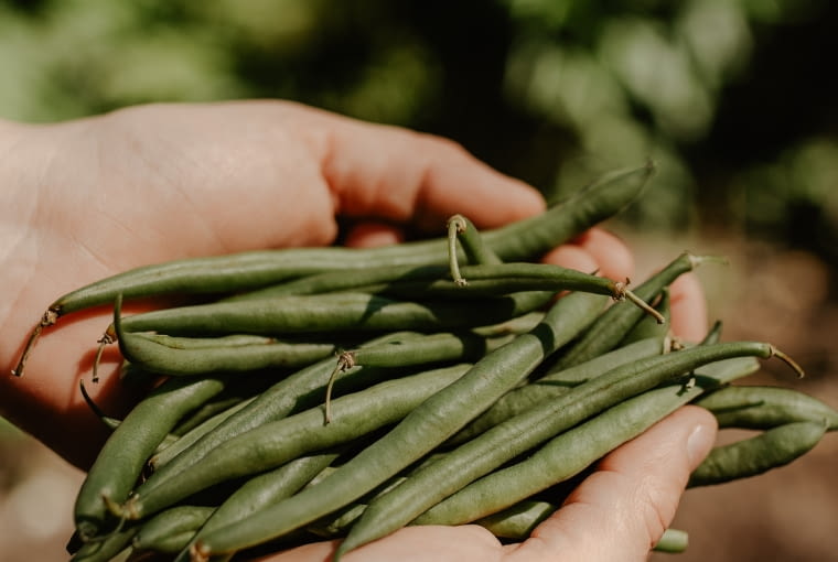 Fasolka szparagowa Fasolka szparagowa