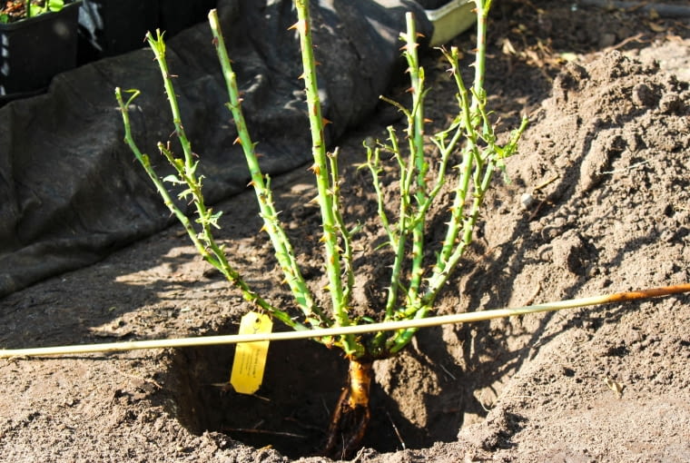 Szadzenie róż w przygotowanym w dołku Szadzenie róż w przygotowanym w dołku