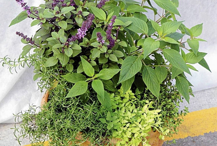 ONE TIME USE ONLY DO JEDNOKROTNEJ PUBLIKACJI ROSLINY ZIOLA BAZYLIA TYMIANEK FOT. PLANTPOL PUBLIKACJA CZTERY KATY NR 7 (189) - 7 2007 SLOWA KLUCZOWE: ROSLINY ZDJĘCIE DO WKŁADKI: PUBLIKACJA CZTERY KATY NR 7 (189) - CZASOPISMA