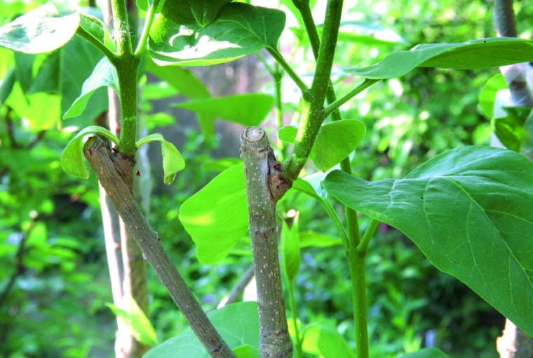 Pędy podkładki nad przyrostami zostały przycięte.