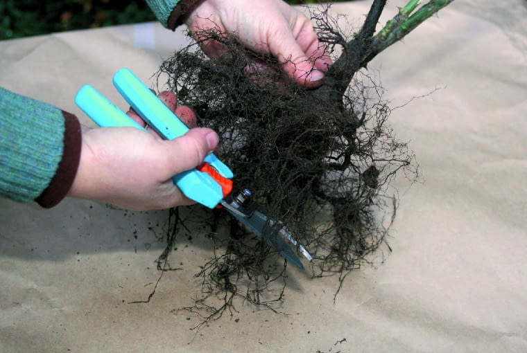 Jesienią w sprzedaży są sadzonki szczepionych odmian róż z tzw. gołym korzeniem, dobrej jakości, a przy tym tanie. Można je sadzić od końca września aż do pierwszego mrozu. Korzenie takiej róży jak najszybciej po zakupie wstawiamy do wody na 3-5 godziny i ustawiamy w cieniu. Następnie przycinamy jej wierzchołki, aby pobudzić roślinę do wzrostu.