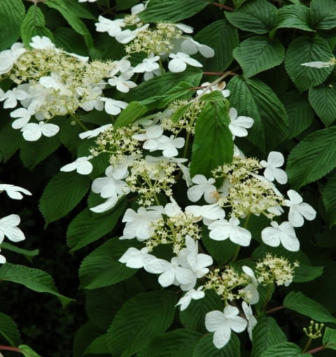 Kalina japońska forma płodna (Viburnum plicatum f. tomentosum) ma białe kwiaty Kalina japońska forma płodna (Viburnum plicatum f. tomentosum) ma białe kwiaty