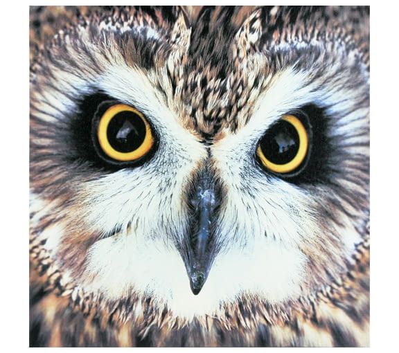Zimowe opowieści w sklepach Empik: obraz (40x40cm) - 29,90 zł Empik, gadżety, akcesoria, dodatki, zimowe opowieści