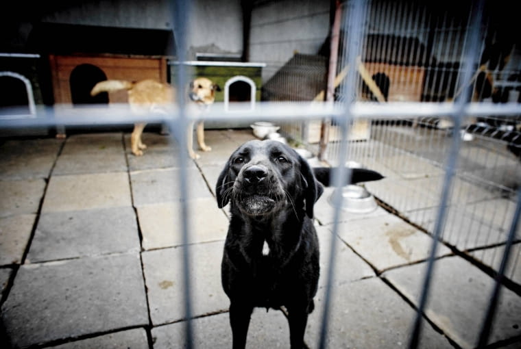 17.08.2015 Lodz , Schronisko przy ul Mamurowej . Fot . Marcin Stepien / Agencja Gazeta SLOWA KLUCZOWE: pies psy marmurowa schronisko