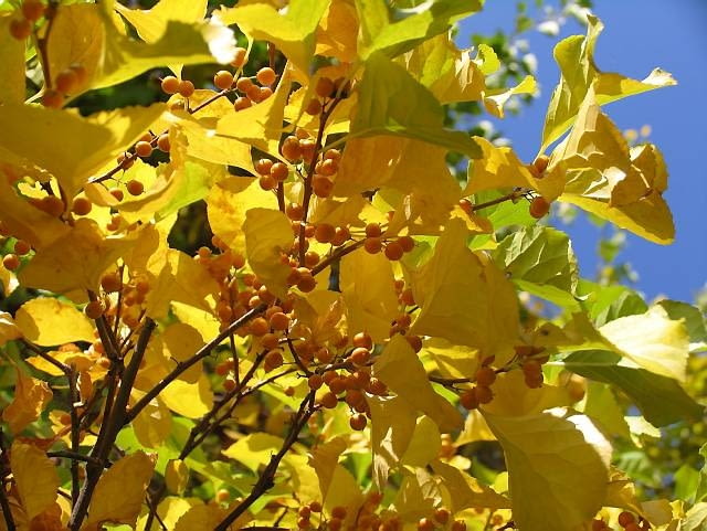 Dławisz okrągłolistny ROSLINY PNACZA DLAWISZ OKRAGLOLISTNY CELASTRUS ORBICULATUS FOT. WOJCIECH KINDLARSKI PUBLIKACJA KWIETNIK NR 10 (142) - 10.2006