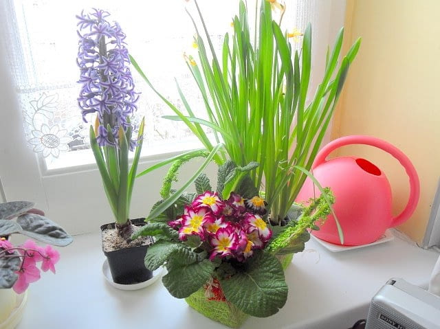 wiosna na parapecie, hiacynt, kwiaty doniczkowe