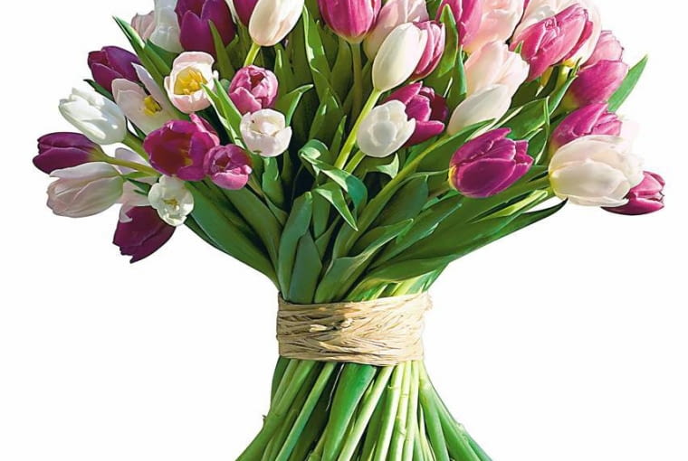 Kwiaty tulipanów najpiękniej wyglądaja w pękach, po kilkanaście lub kilkadziesiąt sztuk. Kwiaty tulipanów najpiękniej wyglądaja w pękach, po kilkanaście lub kilkadziesiąt sztuk.