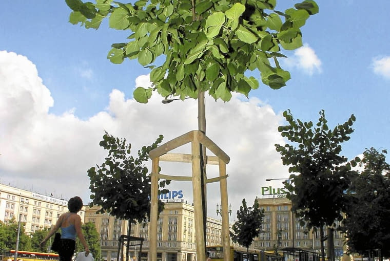 lipa 21.07.2002 WARSZAWA - PLAC KONSTYTUCJI - WIDOK OGOLNY , PANORAMA . NOWE DRZEWA FOT. BRUNO FIDRYCH / AGENCJA GAZETA SLOWA KLUCZOWE: ROSLINY ULICE ZDJĘCIE DO WKŁADKI: GAZETA STOLECZNA