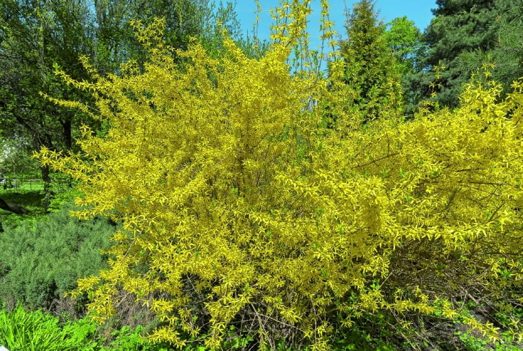 Forsycja wymaga skrócenia gałęzi o połowę zaraz po kwitnieniu i przed wydaniem nowych pędów. To na nich latem zawiążą się pąki kwiatowe.