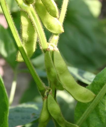 Edamame (Glycine hispida) Edamame (Glycine hispida)