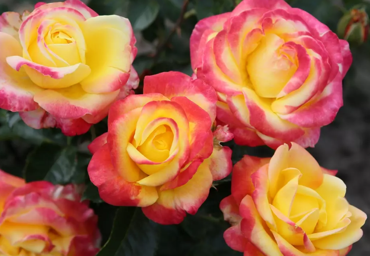 Róża ‘Casino®’. Kolorowa róża wielkokwiatowa (Hybrid Tea) o dużych, eleganckich kwiatach, które doskonale nadają się również na kwiat cięty. Dzięki zwartemu, pokrojowi świetnie sprawdza się także w uprawie pojemnikowej. Dorasta do 70 cm wysokości. Odmiana z kolekcji Eleganza®  została nazwana w czerwcu 2024 roku we współpracy z Kasynem w Baden-Baden.