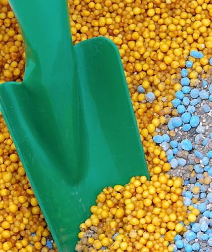 Ostatnie nawożenie przeprowadzamy zwykle w połowie sierpnia