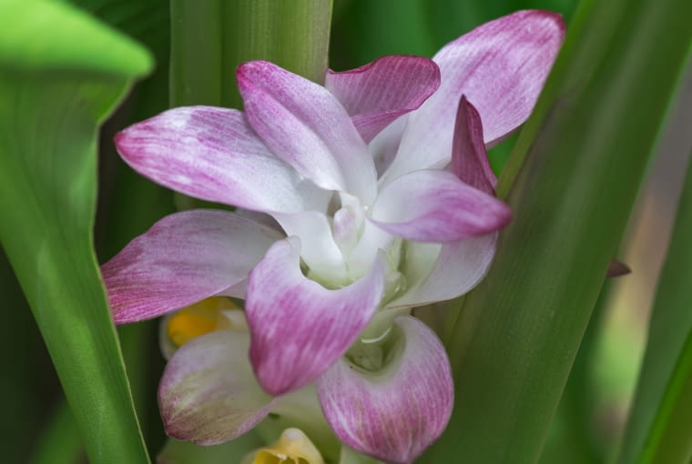 Kurkuma długolistna