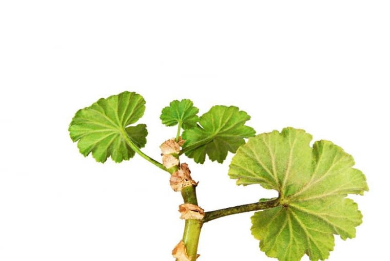Sadzonka pelargonii. W lutym możne je rozmnażać Sadzonka pelargonii. W lutym możne je rozmnażać