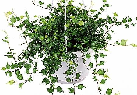 ONE TIME USE ONLY DO JEDNORAZOWEJ PUBLIKACJI ROSLINY BLUSZCZ ODMIANA JESSICA FOT. BIURO KWIATOWE HOLANDIA PUBLIKACJA CZTERY KATY NR 5 (151) - 5.2004