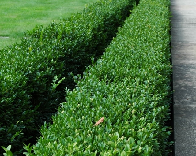 Bukszpan wieczniezielony (Buxus sempervirens) Bukszpan wieczniezielony (Buxus sempervirens)