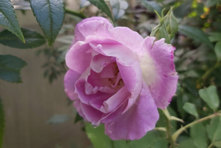 Róża parkowa 'Edith'