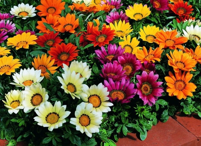 Gazania 'Kiss' - mieszanka odmian Gazania 'Kiss' - mieszanka odmian