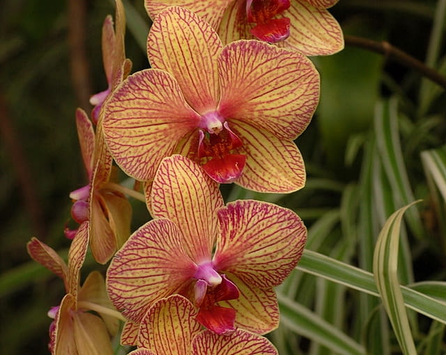 Kwiatostany falenopsisów są długie i bardzo trwałe