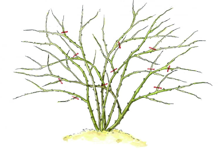 Odmładzanie róży dzikiej i krzewów o podobnym pokroju polega na wycięciu gałęzi krzyżujących się z innymi oraz skróceniu pozostałych pędów.