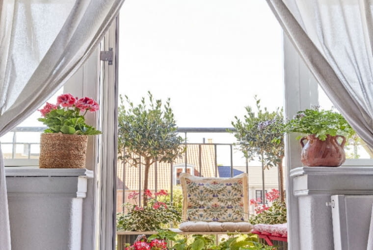 Pelargonie na balkonie Pelargonie na balkonie