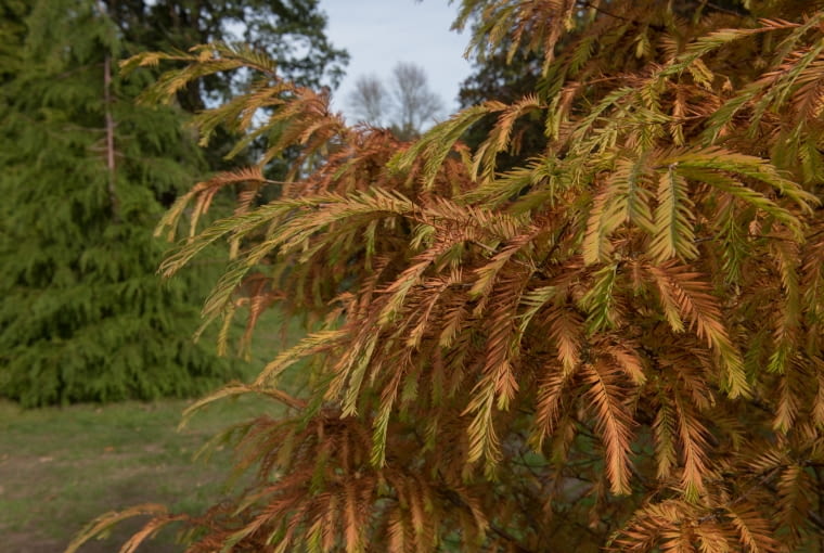 Metasequoia glyptostroboides 'Matthaei Broom' Metasequoia glyptostroboides 'Matthaei Broom'