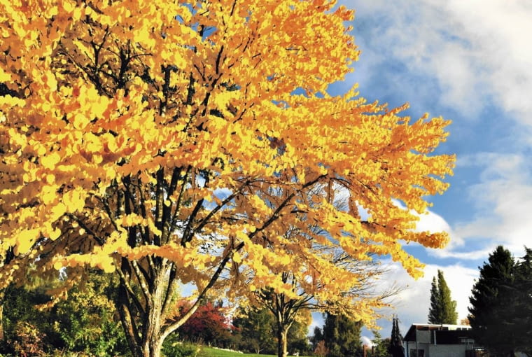 Grujeczniki słyną z pięknych jesiennych przebarwień liści na żółto, pomarańczowo, łososiowo lub czerwono. Grujeczniki słyną z pięknych jesiennych przebarwień liści na żółto, pomarańczowo, łososiowo lub czerwono.