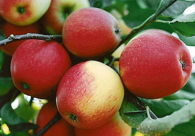 JABLKO ODMIANA PINOVA JABLON MALUS OWOC FOT. GRZEGORZ HODUN ODBITKA PUBLIKACJA KWIETNIK NR 10 (118) - 10.2004 PUBLIKACJA KWIETNIK NR 10 (118) - 10.2004