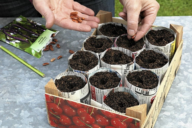 rozsada Bohnen aussäen in selbstgemachten Anzuchttöpfchen aus Papier - Step: pro Töpfchen einen Bohnenkern einlegen SLOWA KLUCZOWE: Garten Topfgarten Selbstversorger mobil gärtnern Gemüse aussäen anziehen Aussaat Anzucht Samen Bohnen Stangenbohnen Bohnensamen Bohnenkerne Anzuchttöpfchen Töpfchen Papier Papiertöpfchen Zeitungspapier Helga Noack