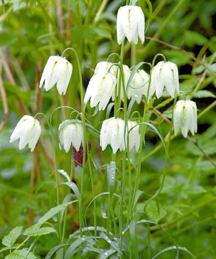 Szachownica kostkowata Alba. Kwiaty cebulowe Szachownica kostkowata Alba. Kwiaty cebulowe