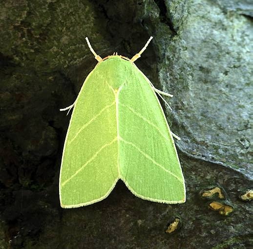 Zielonka dębowa: taki oryginalny 'liść' w dzień trudno dostrzec, za to w nocy może przylecieć do światła