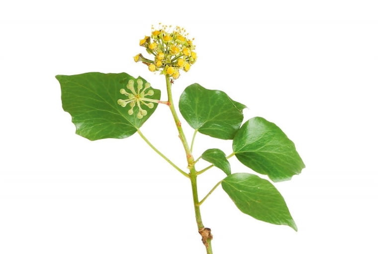 Bluszcz. Osoba rozważna, powściągliwa, obdarzona świetną pamięcią. Uparcie i konsekwentnie dąży do celu, rozważnie wybierając środki i poszukując wsparcia wpływowych przyjaciół. Potrafi liczyć i unika ryzyka. Przeszkody mobilizują ją tylko do zmiany metod działania. Jej solidny charakter i zdrowy rozsądek sprawia, że mediuje w sytuacjach konfliktowych. Kłopot w tym, że kto raz ją do siebie zniechęci, długo będzie odzyskiwać jej zaufanie.